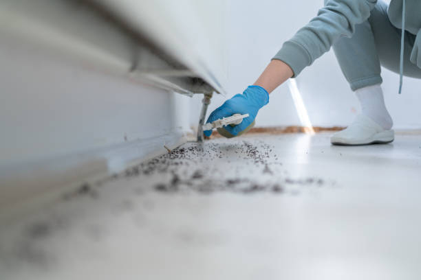 Best Pest Prevention Services  in North Great River, NY